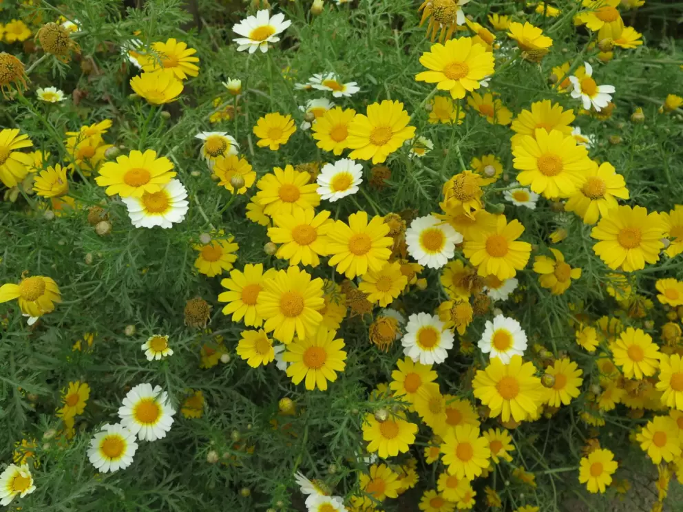 Crown daisies and yellow daisies. 