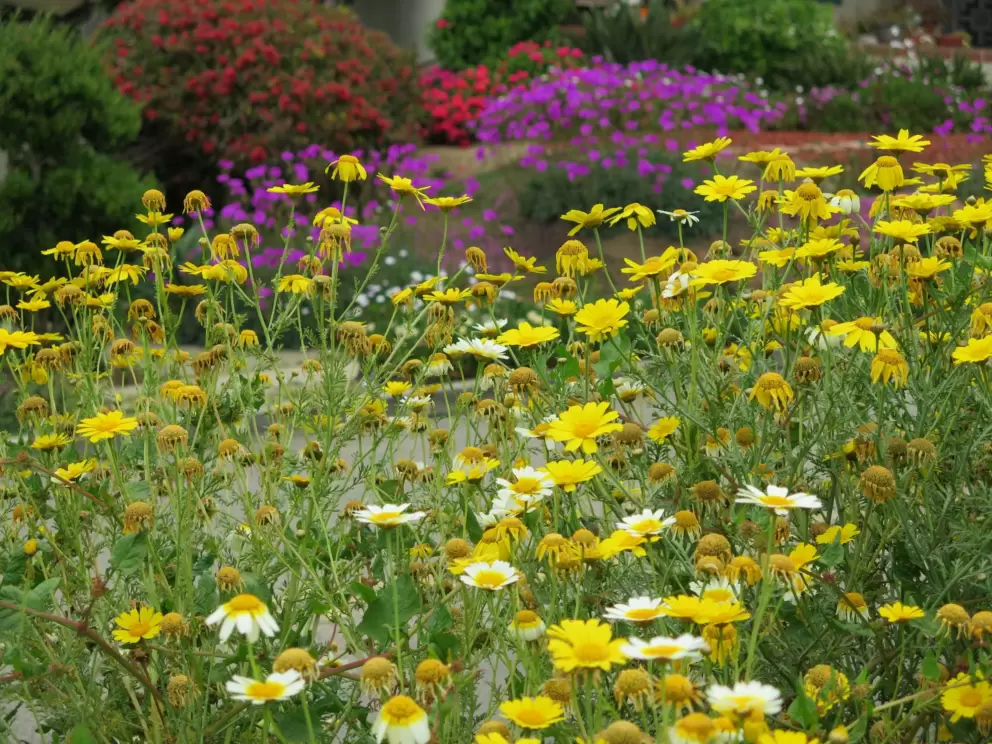 Daisies and purple flowers in the distance. 