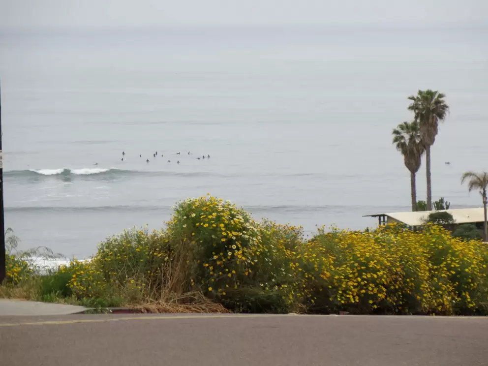 Surfers out in the lineup.