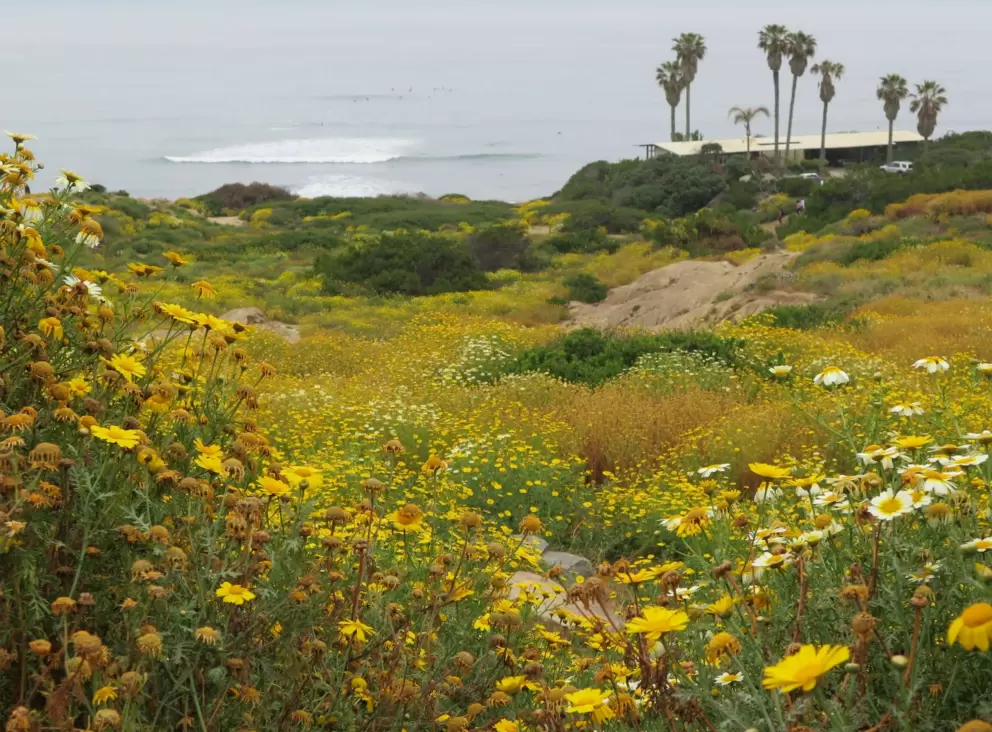 Daisies, yellow flowers, palms, and sea. 