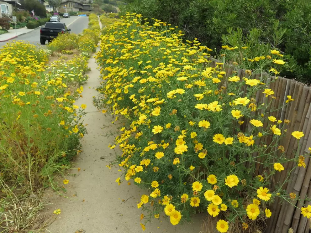 So many flowers along the sidewalk!