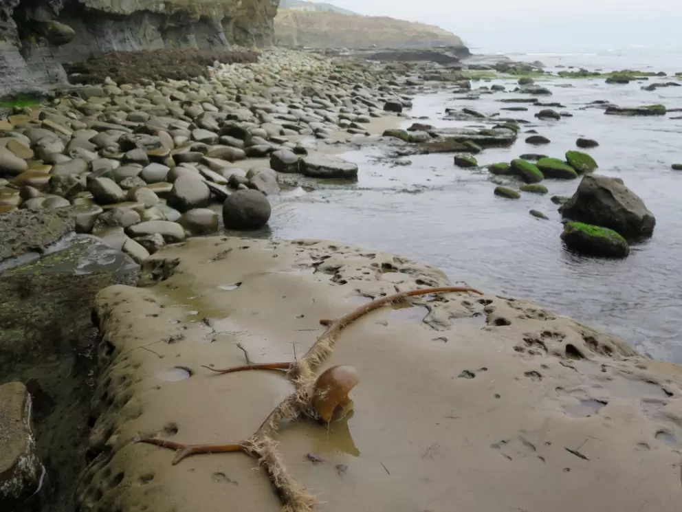 Kelp ball on a rock. 