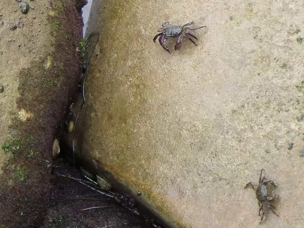 Crabs!