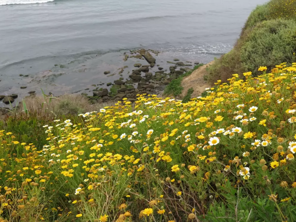 Daisies and rocky coastline. 