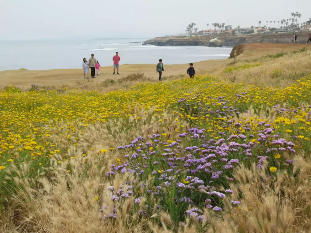 Purple and yellow flowers, and people on the cliffs. 