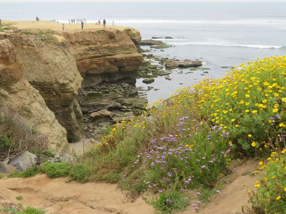 Purple and yellow flowers, and distant headland. 