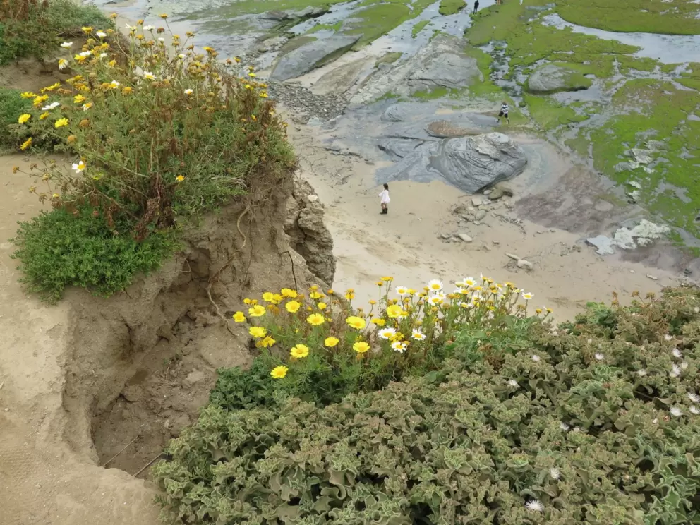 Looking down at mossy tidepools. 