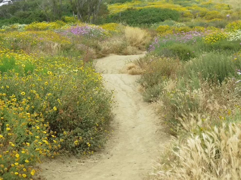 Path through an Impressionist color palette. 