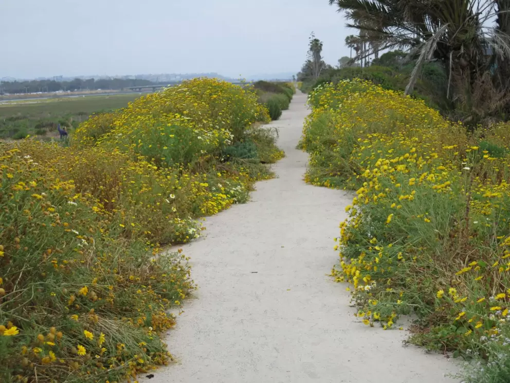 Yellow daisies galore along the path that leads to the beach. 