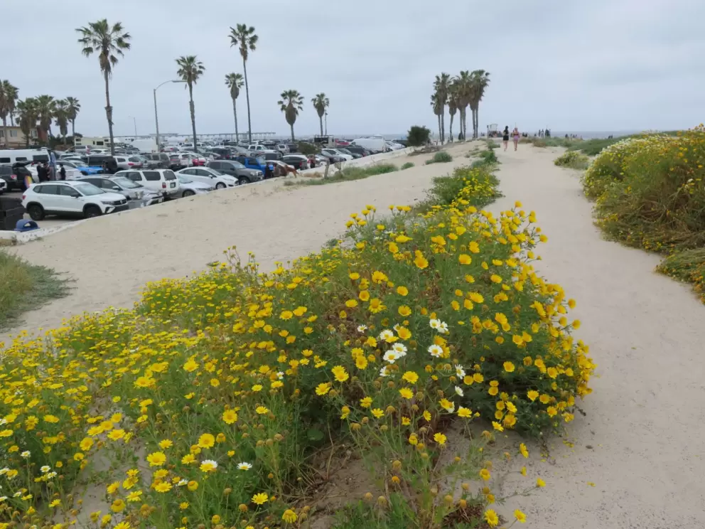 The path that leads to the beach. 
