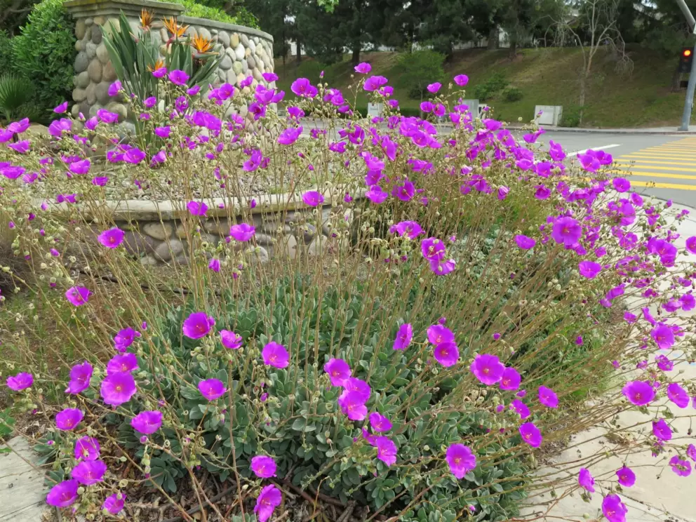 Vibrant purple flowers across from Adobe Ridge Neighborhood Park. 