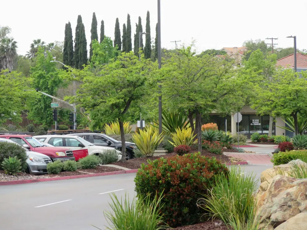 Bright trees and Italian Cypress, in Twin Peaks Shopping Center. 