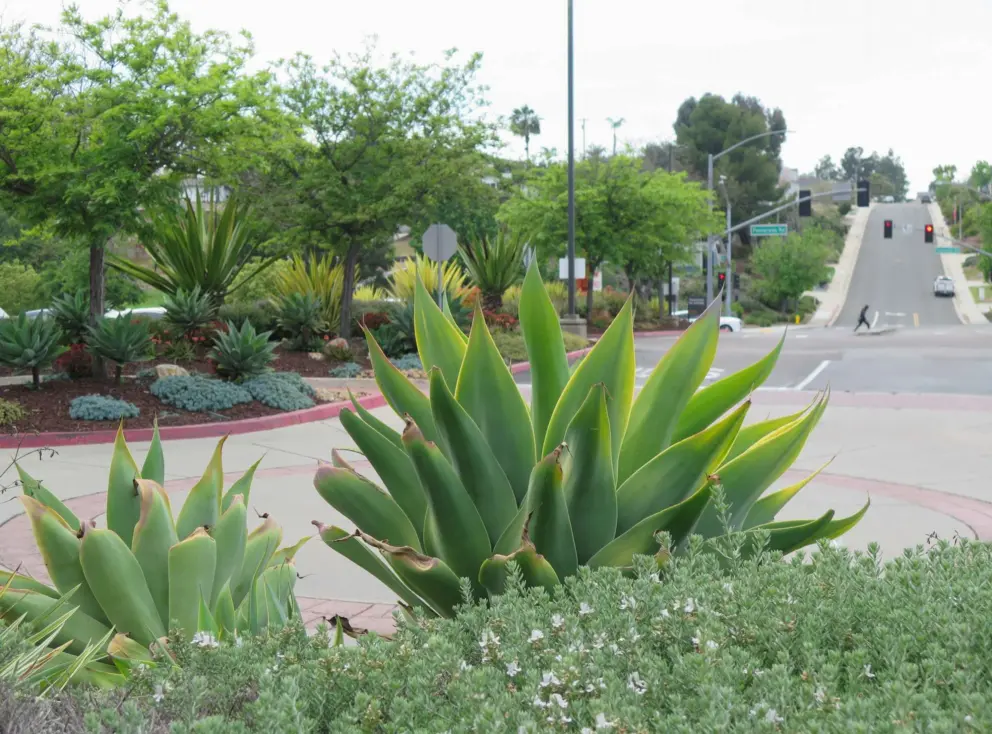 Cactus and hilly street in the distance. 