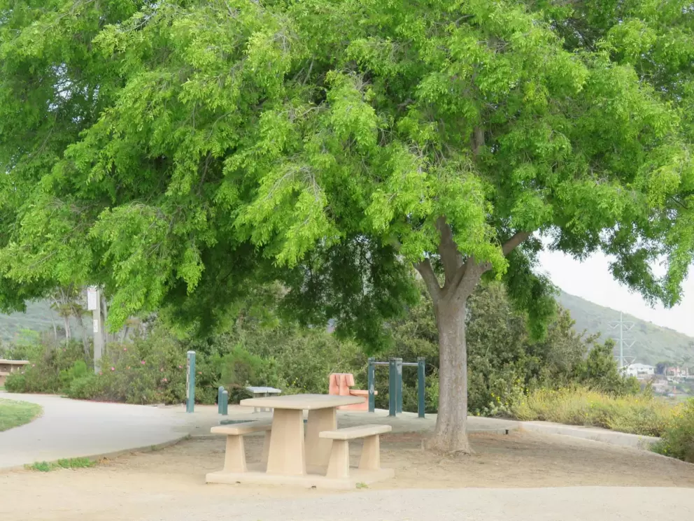 A picnic table under a tree. 