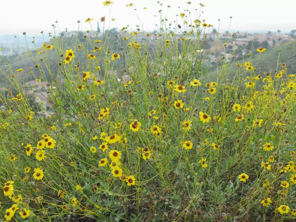 Yellow daisies growing tall. 