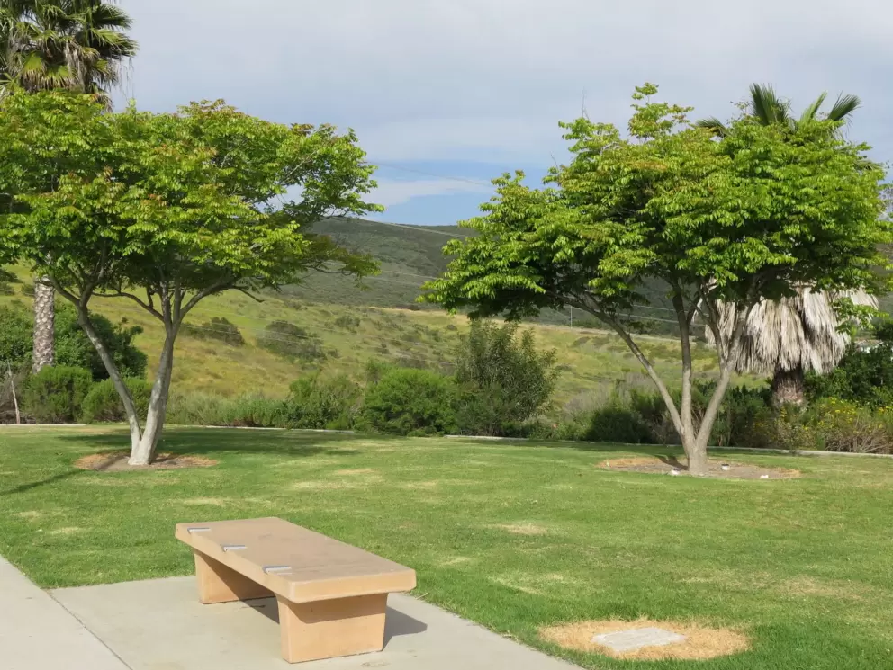 Bench and greenery. 