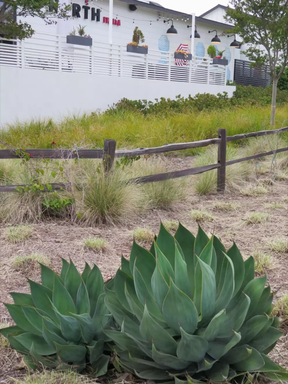 Cactus and country fence. 