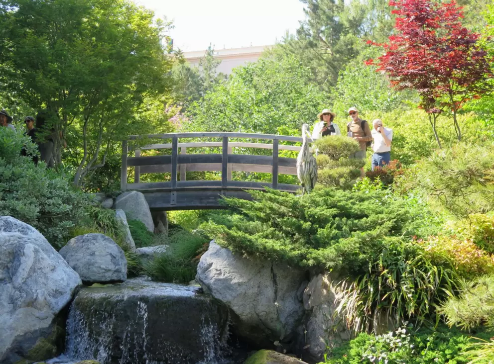 Visitors on a bridge looking at blue heron. 