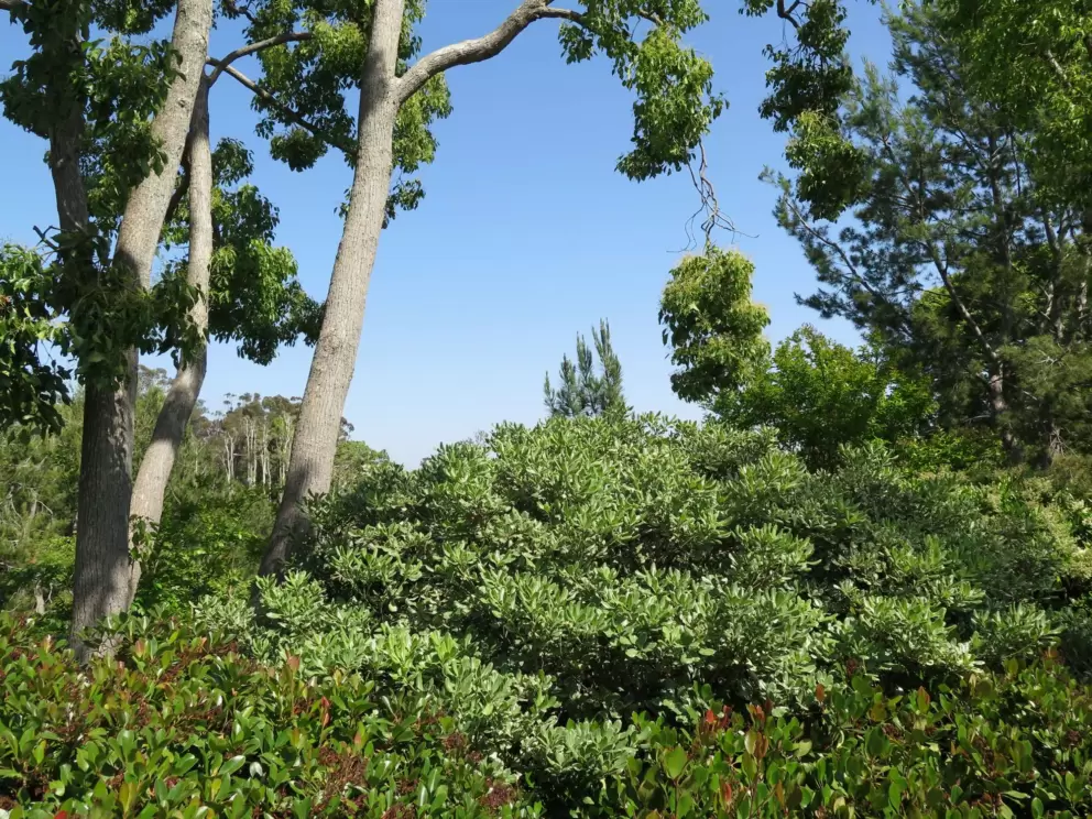 Trees galore. 