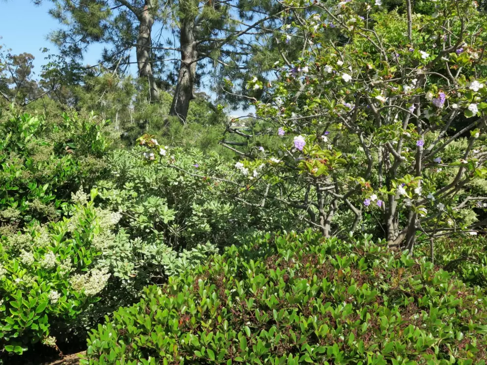 Flowering trees. 