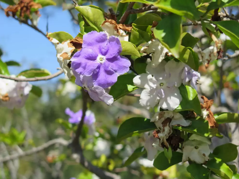Tree with white and purple flowers. 