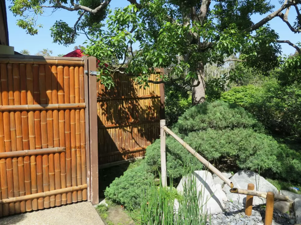 Bamboo fence. 