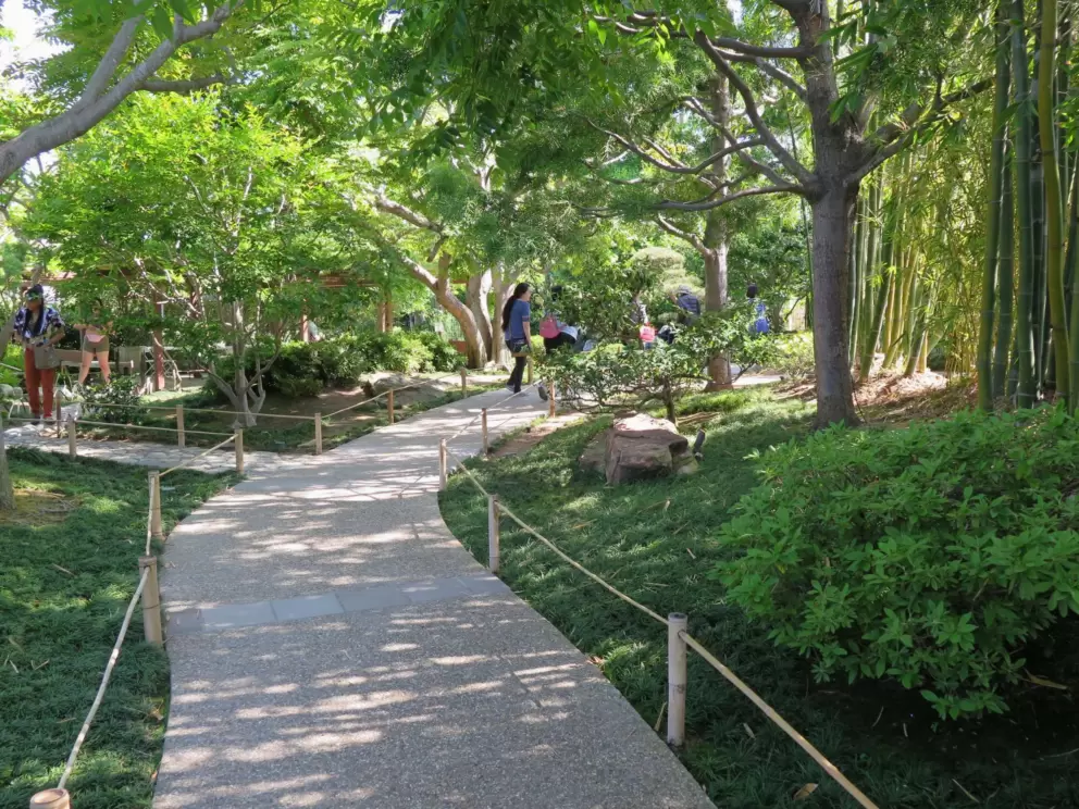 Bamboo forest. 