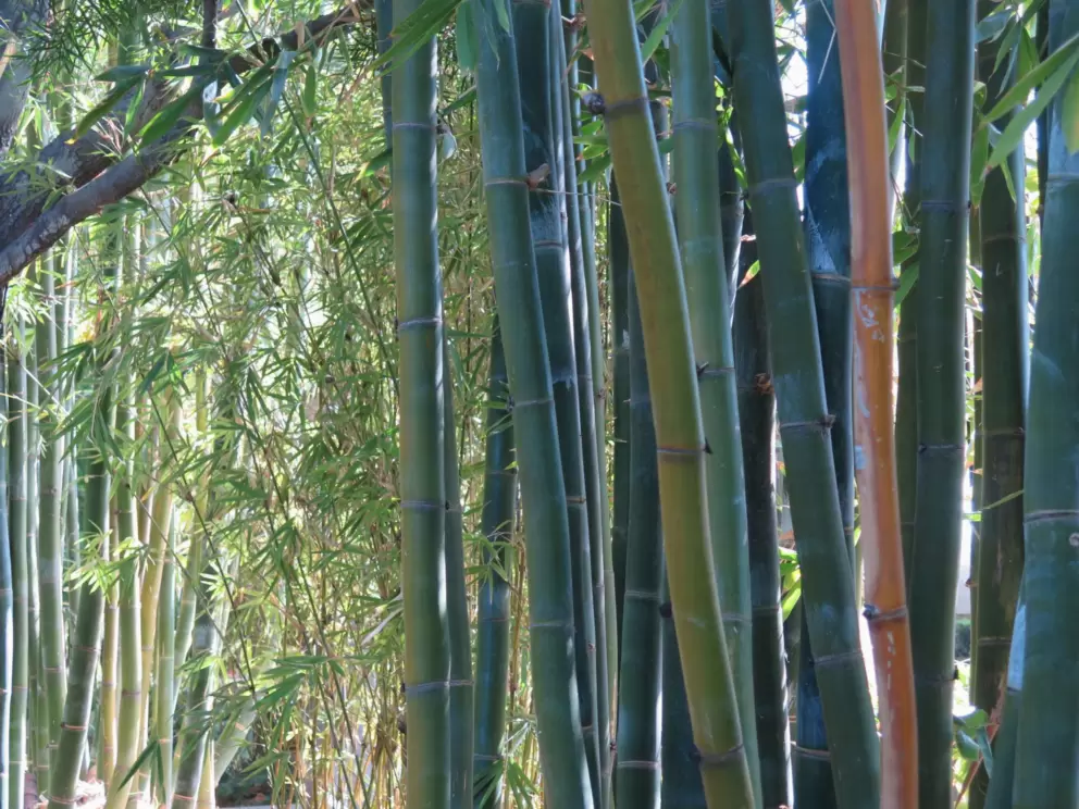 Bamboo!