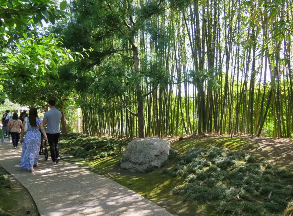 A couple walks along beside the bamboo. 