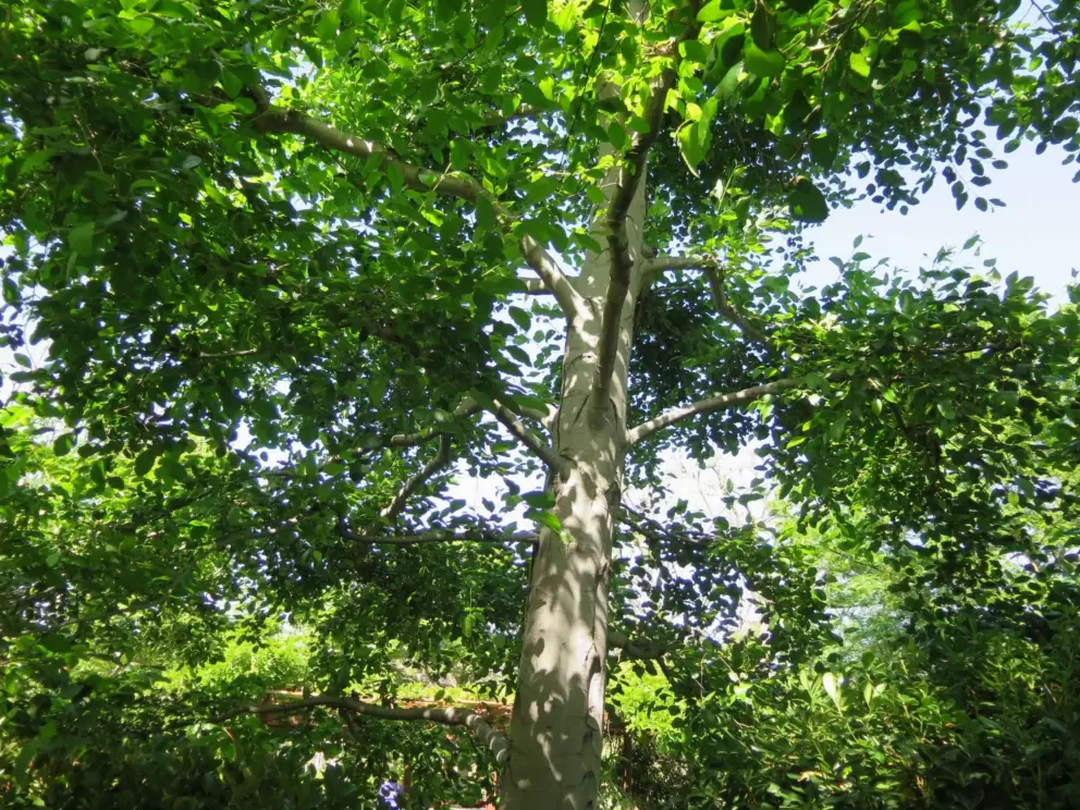 Looking up at a gorgeous tree. 