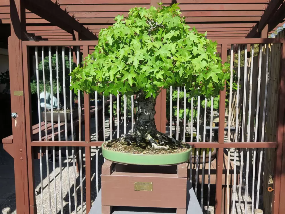 Another bansai tree, this time a Turkish Sweetgum. 