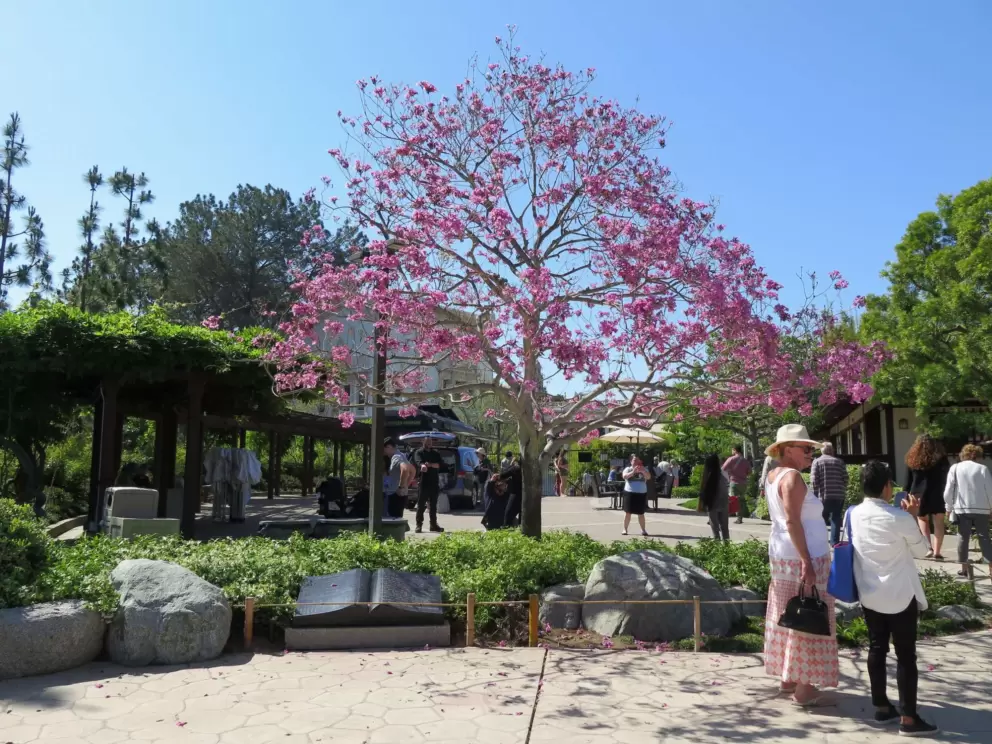 Blossoming tree, in May. 