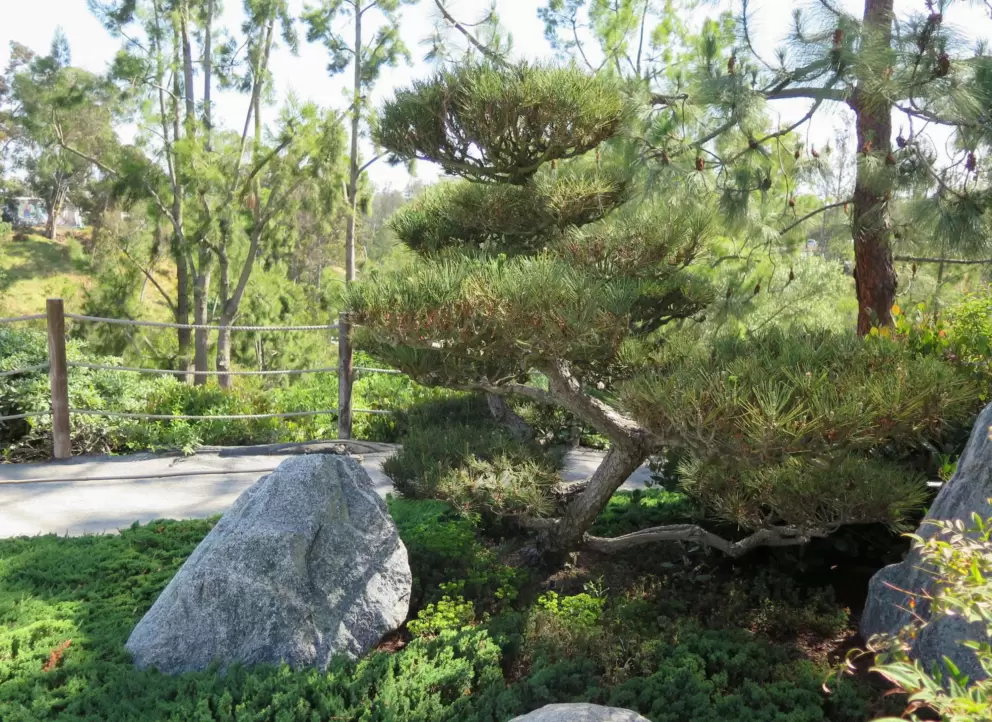 Granite boulders and twisty tree. 