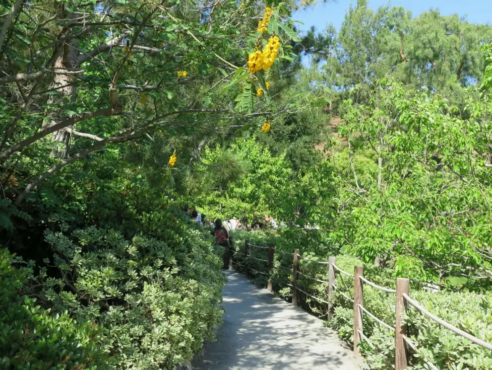 Shady path with yellow flowers above. 