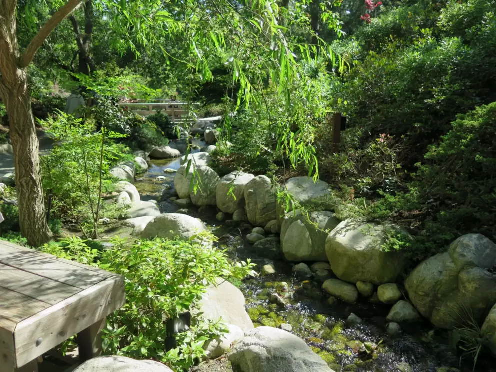 Weeping willow by the stream. 