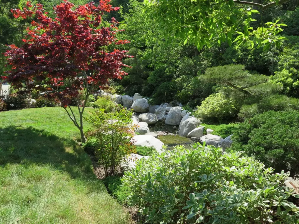 Red tree by the stream. 