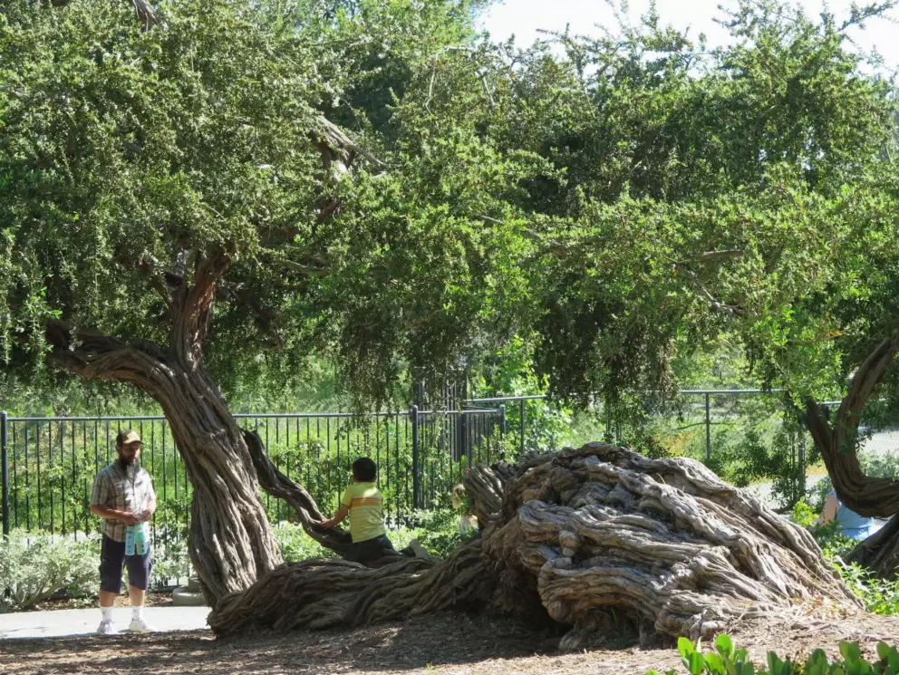 A child plays on a low tree trunk, while a parent watches. 