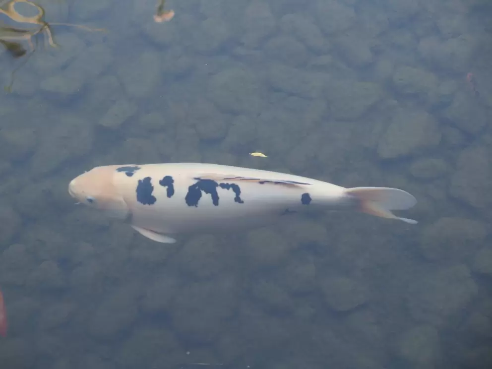 Koi fish. 