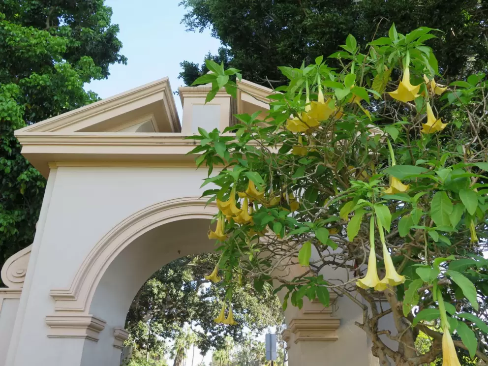 Trumpet flowers in the Alcazar Garden. 