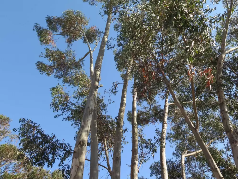 Eucalyptus trees, as seen from the Cabrillo Bridge. 