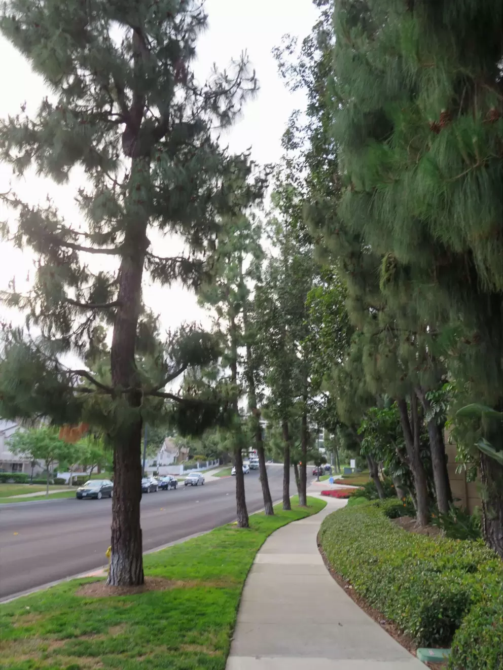 Pine trees along the sidewalk. 