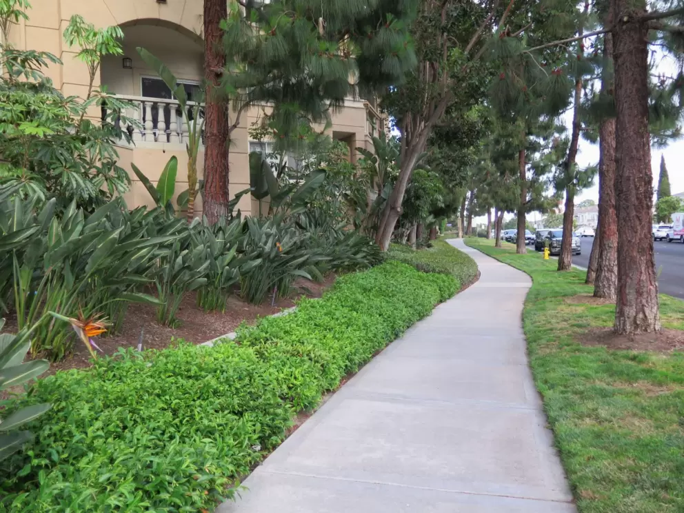 Bird of paradise plants along the sidewalk. 