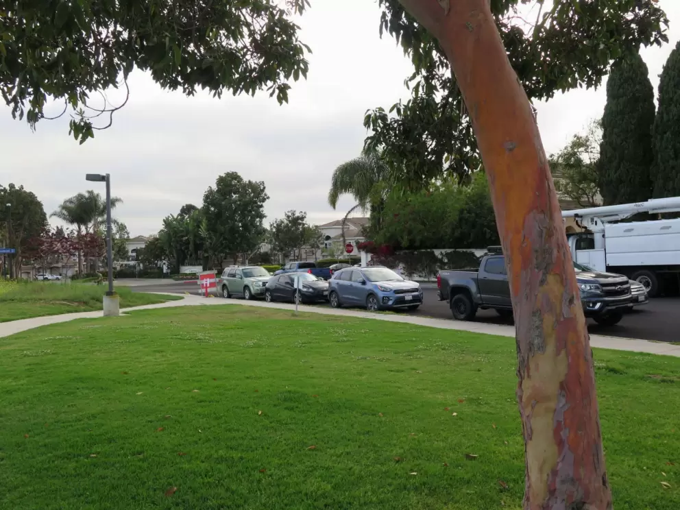 Eucalyptus tree at the park. 