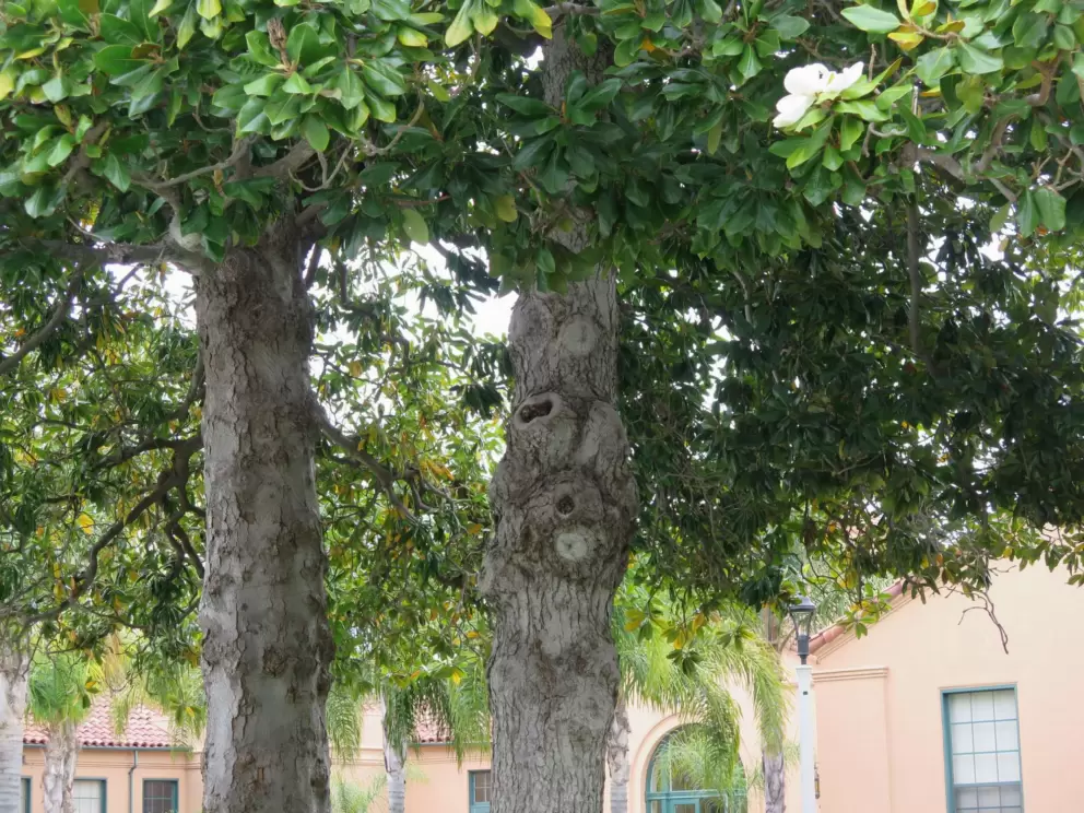 Magnolia tree with flowers, in May. 