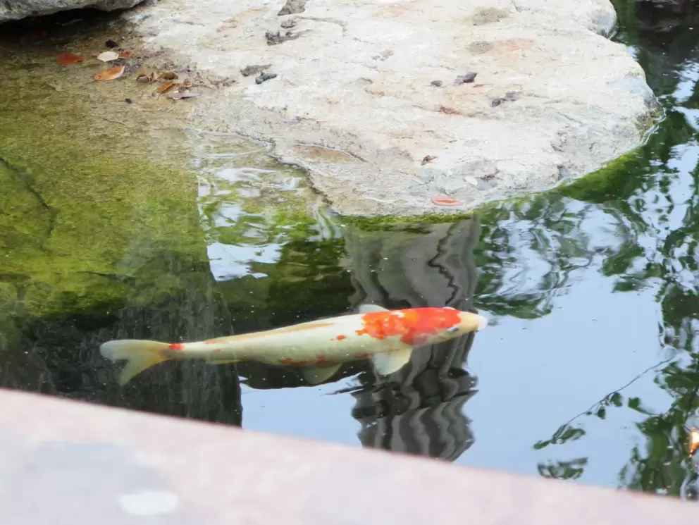 Koi in the pond at Stone Brewing. 
