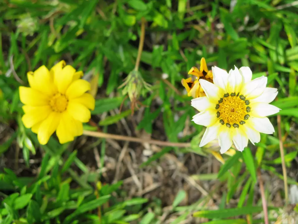 An impressive daisy.