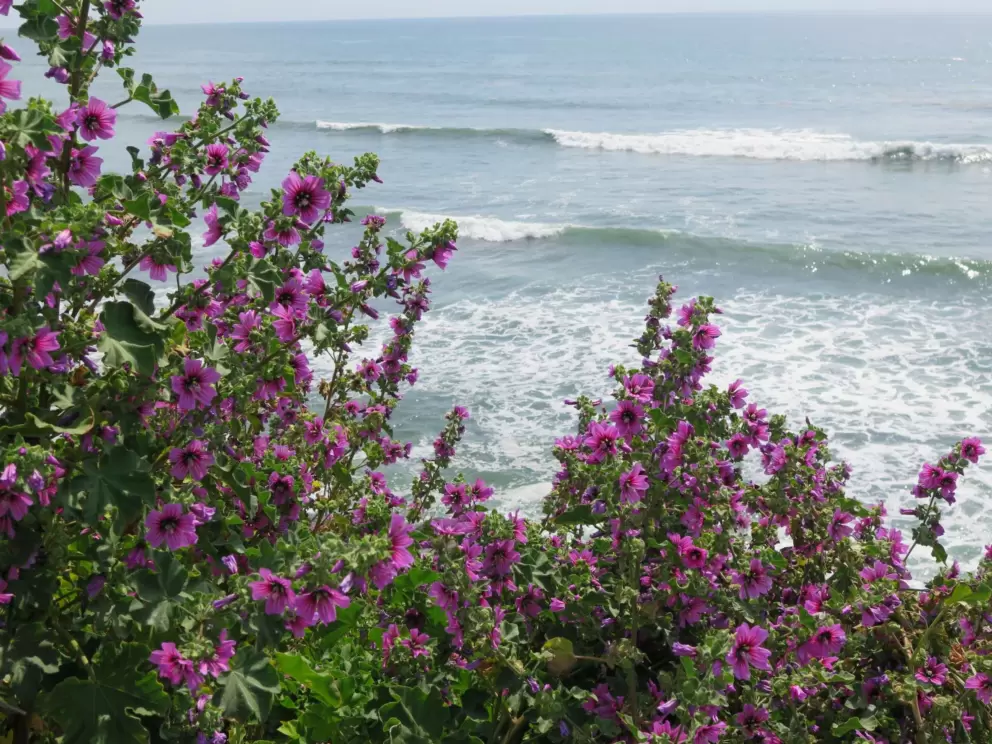 Waves rolling in, and purple flowers. 
