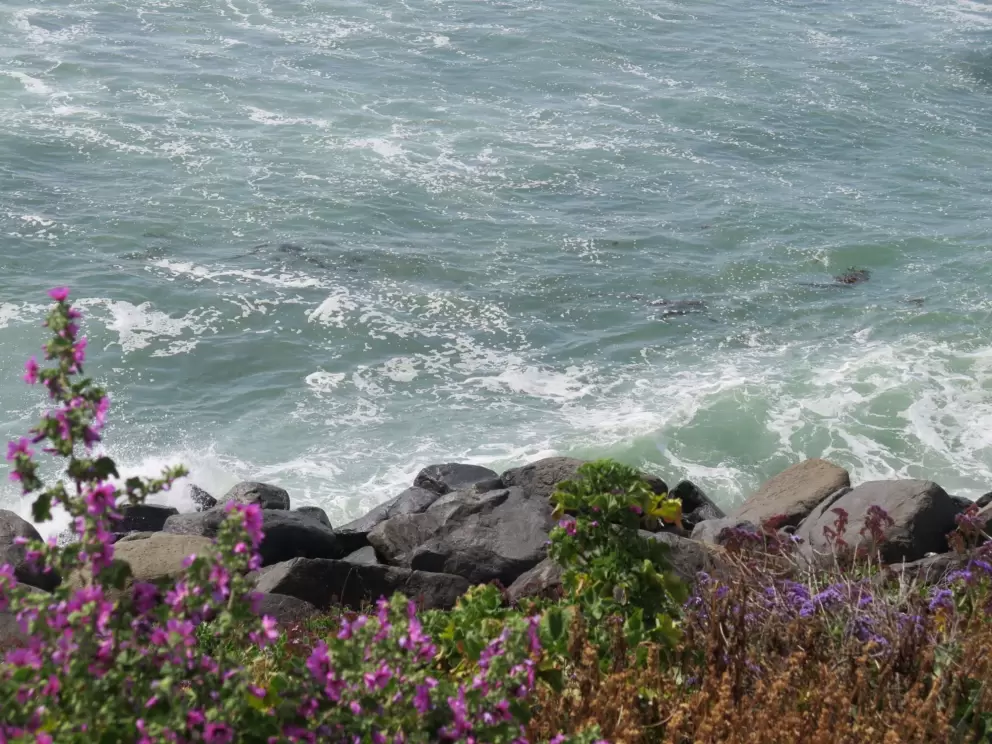 Blue-green water, black rocks, and purple flowers. 