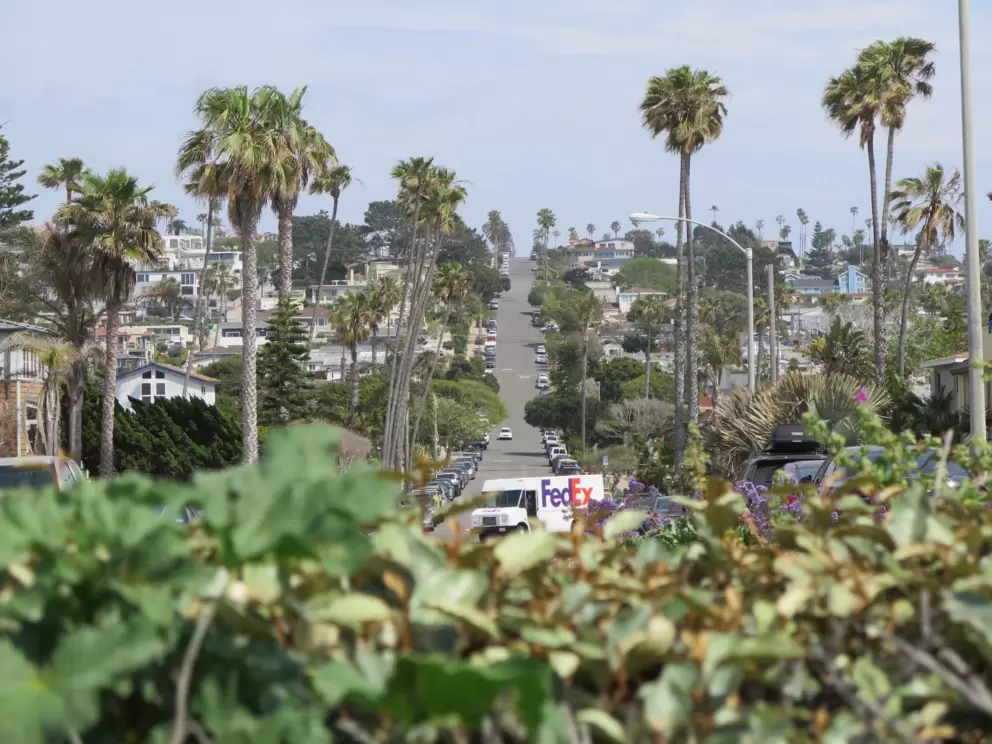 Hilly street and tall palm trees. 