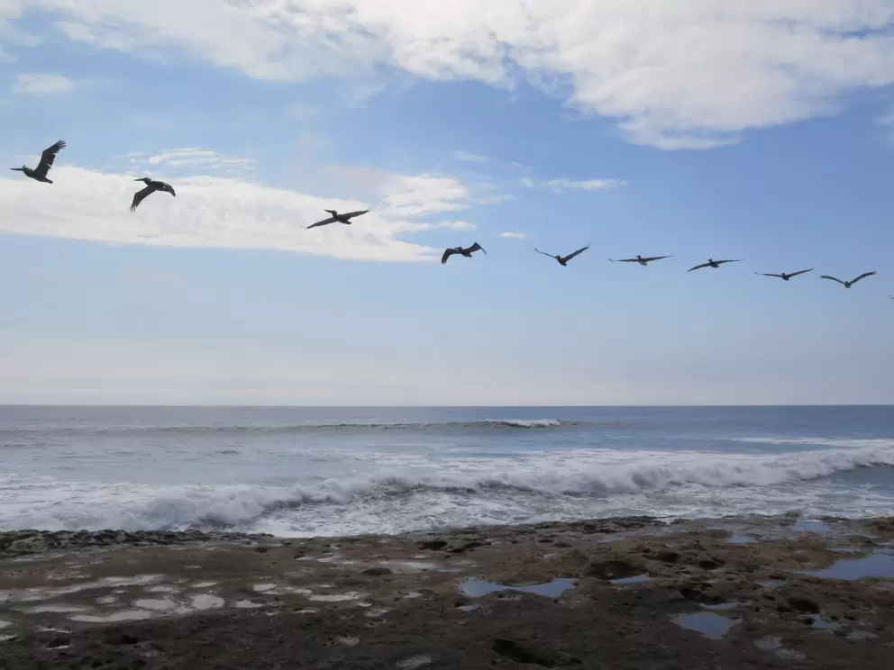 Birds in formation.